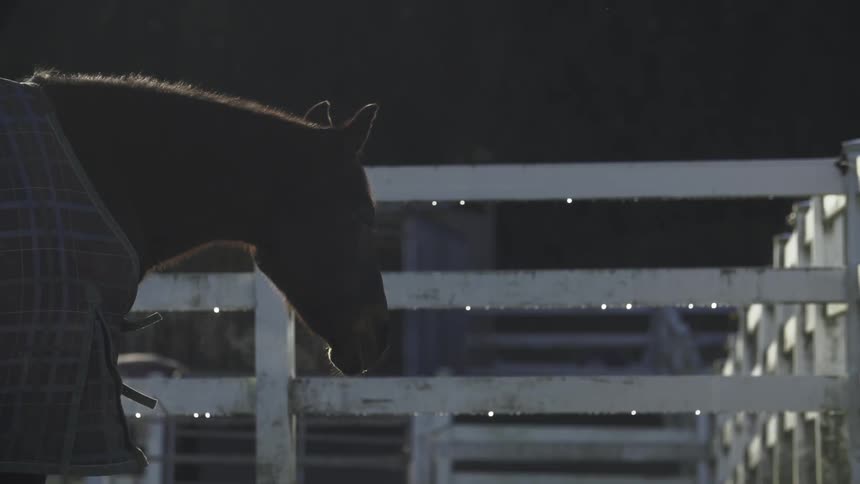 A horse covered with a blanket waits patiently in a pen at night
