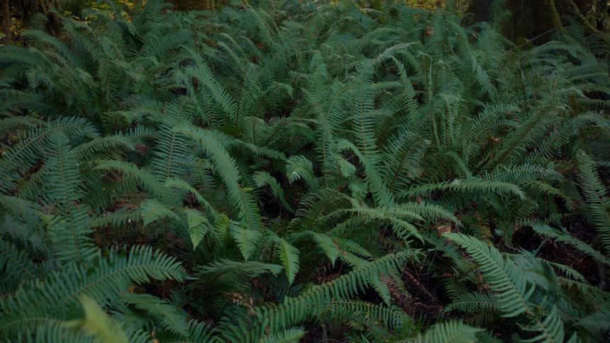 A dense patch of green ferns spreads across the forest floor bobbing in the gentle breeze