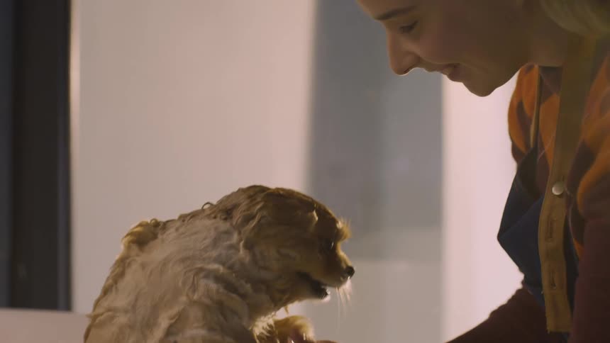 A footage of a person bathing a dog
