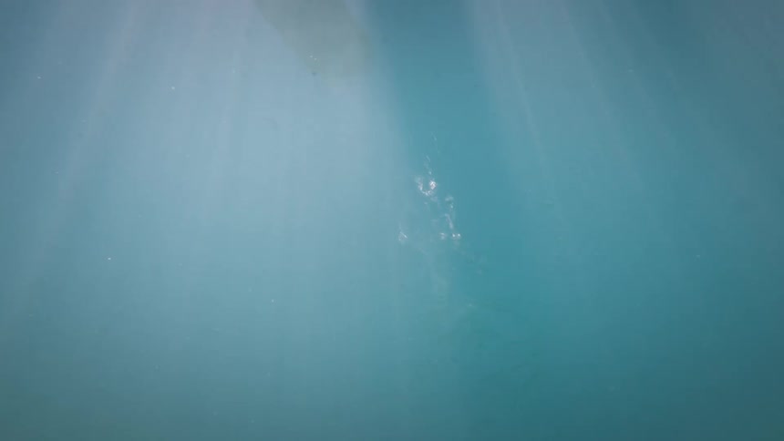 Leaf submerged in blue water