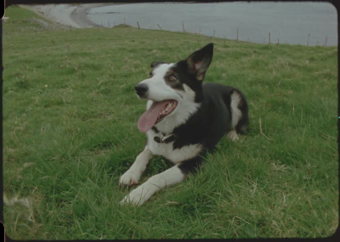 A black and white dog is panting while lying on a grassy knoll