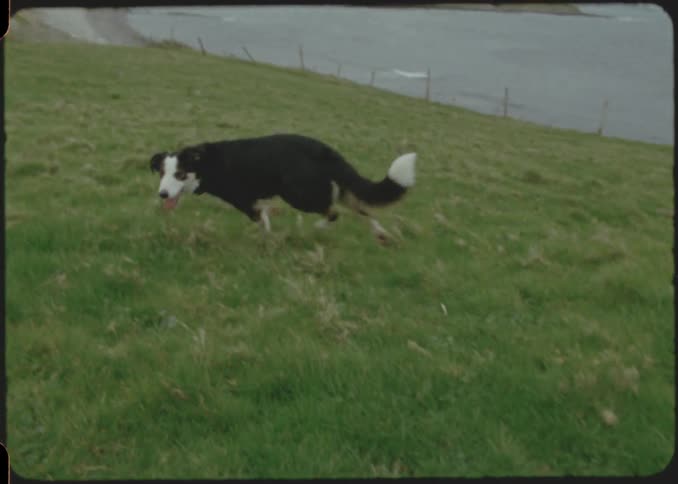 Dog running in a field near a coastal village drops off a frisbee