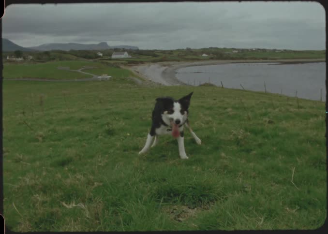 Dog runs across a coastal field and drops a frisbee on his owner expectantly on an overcast day