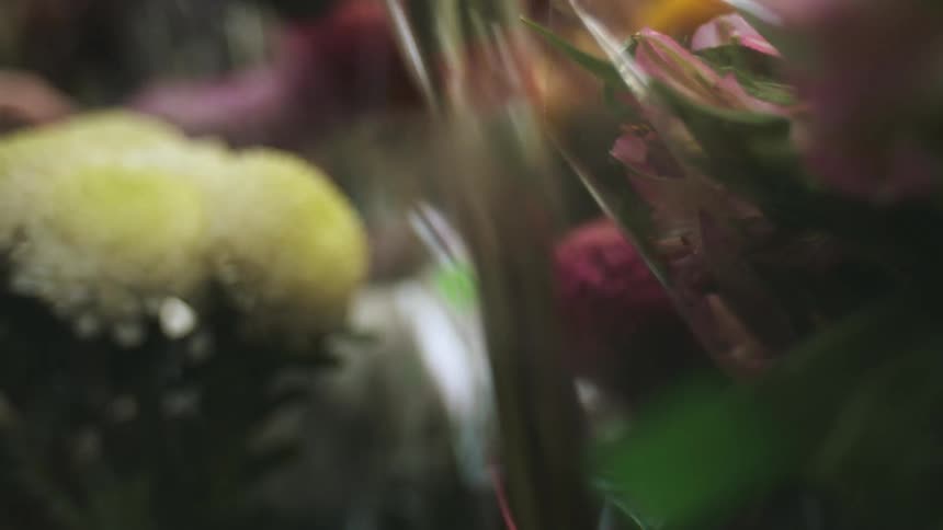 Closeup of a person buying a bouquet of pink dahlias wrapped in plastic cellophane