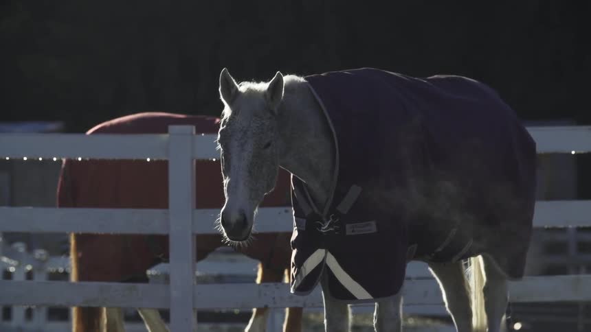 Two horses with blankets standing near a fence on a cold day