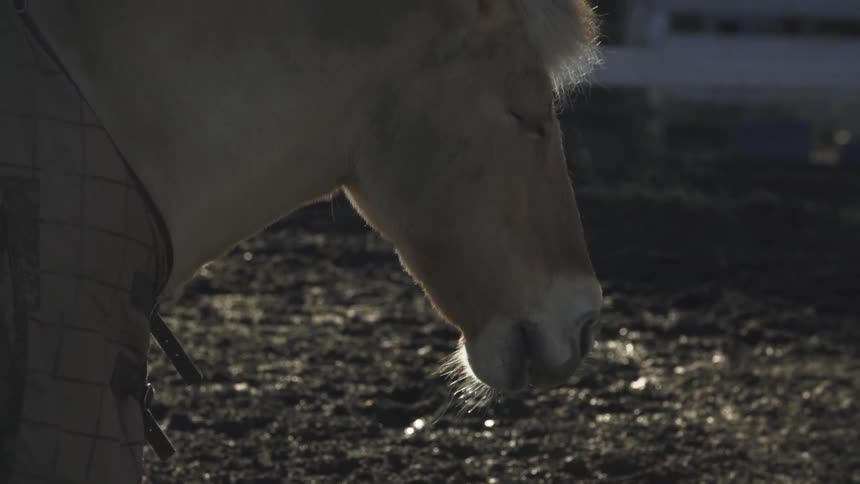 A horse stands in a fenced area