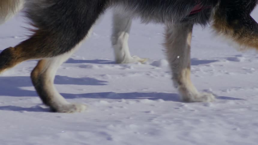 Legs of two dogs running in the snow