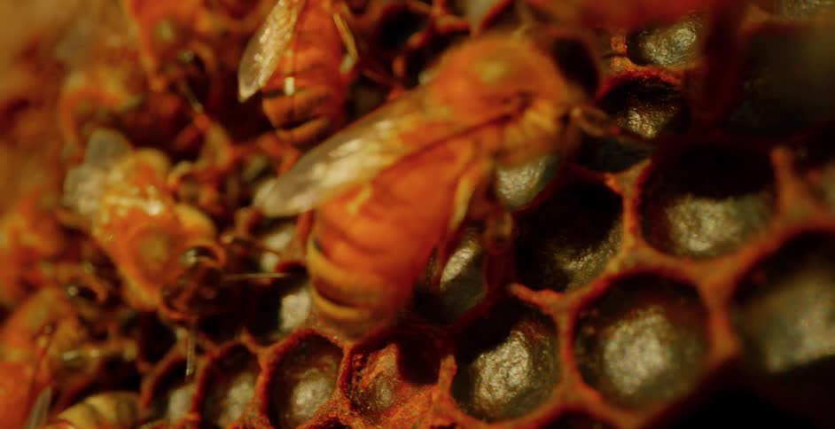 Bees seen in extreme closeup against the intricate hexagonal pattern of a honeycomb