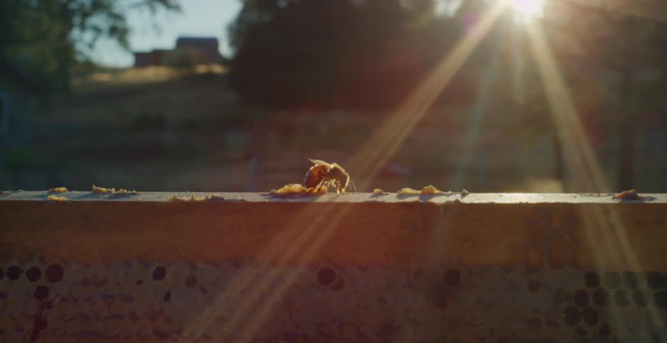 Close up of a bee on a wooden surface