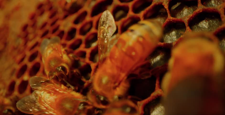 Honey bees walking around quickly on a bee hive honey comb tray close up