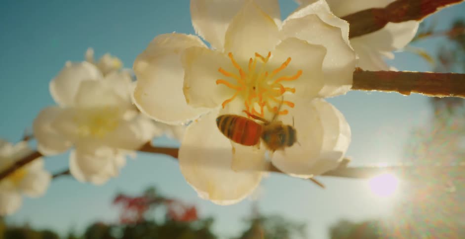 Bee collects nectar on a white flower illuminated by the sun