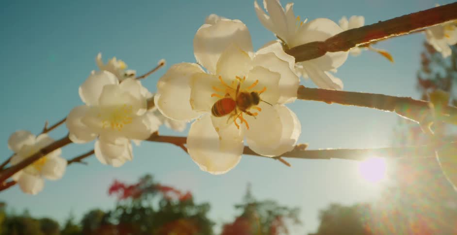 Bee crawls over a white flower growing on a tree on a sunny day