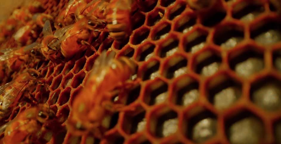 Bees crawl all over the bee hive