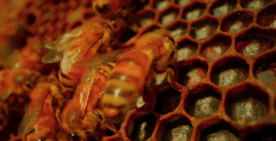 A closeup view of several honeybees on a honeycomb highlighting the intricate structure of the comb and the bees detailed features