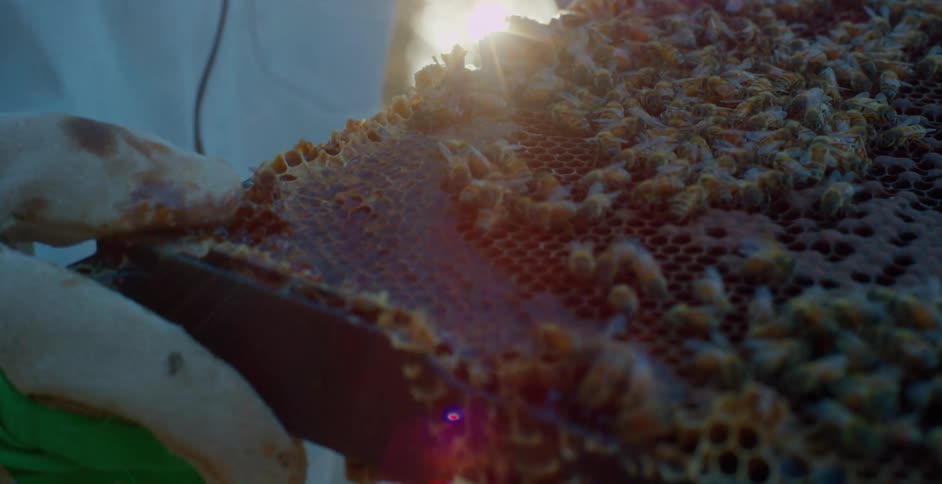 Gloved hand holding a swarm of bees with honey