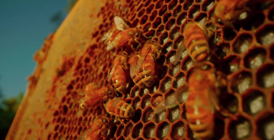 A colony of bees are crawling on top of a honeycomb