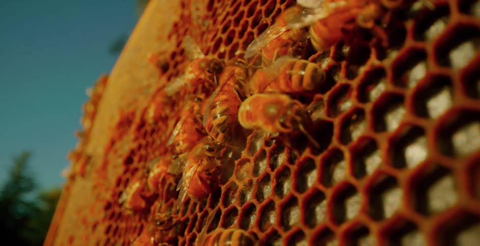Swarm of bees on a honeycomb