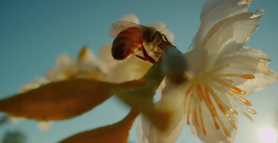 A bee with a reddishbrown body gathers pollen from a white flower with yellowtipped stamens against a light blue sky