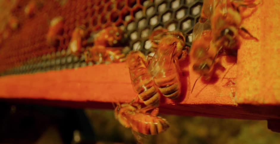 Colony of bees are moving around a honeycomb