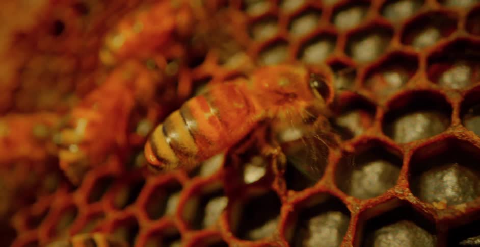 Bees walking and making honey in a hive