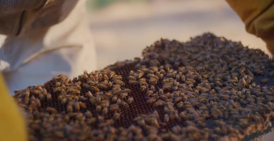A closeup view of a honeycomb frame covered with a dense cluster of bees inspected by a beekeper