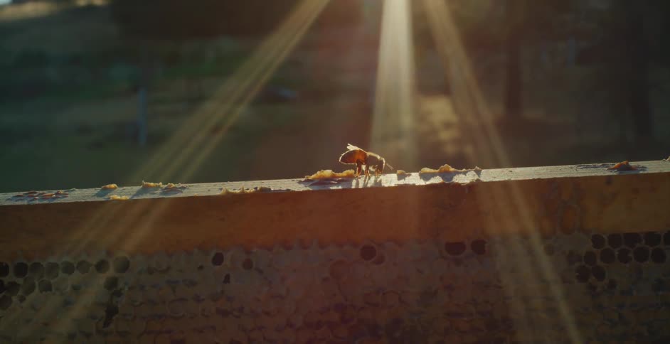 A bee stands on a wooden frame illuminated by bright sunlight in the countryside