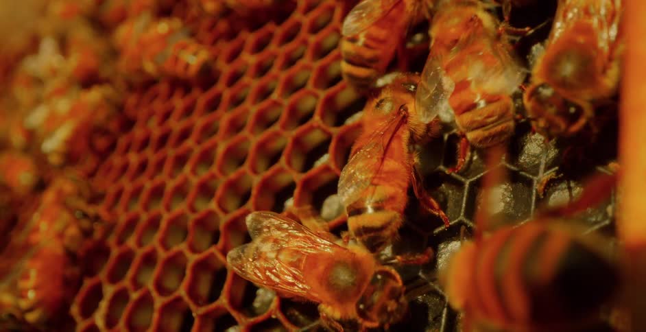 Bees are working on the bee hive