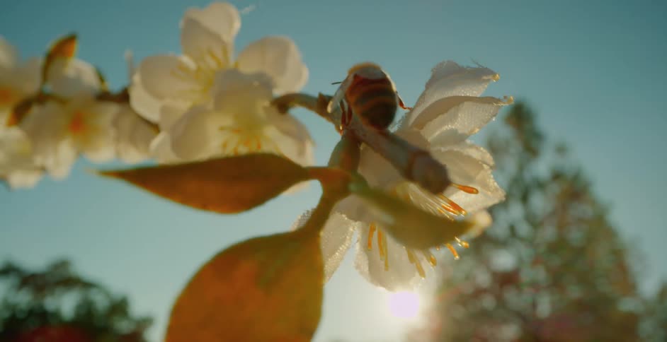 Bee lands on white flower under sunlight