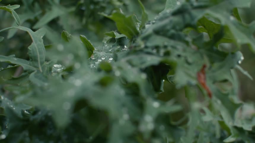 The crops are covered in water