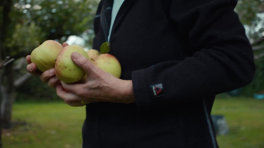 An older woman in a black jacket is holding a few apples in her hands in a grassy orchard