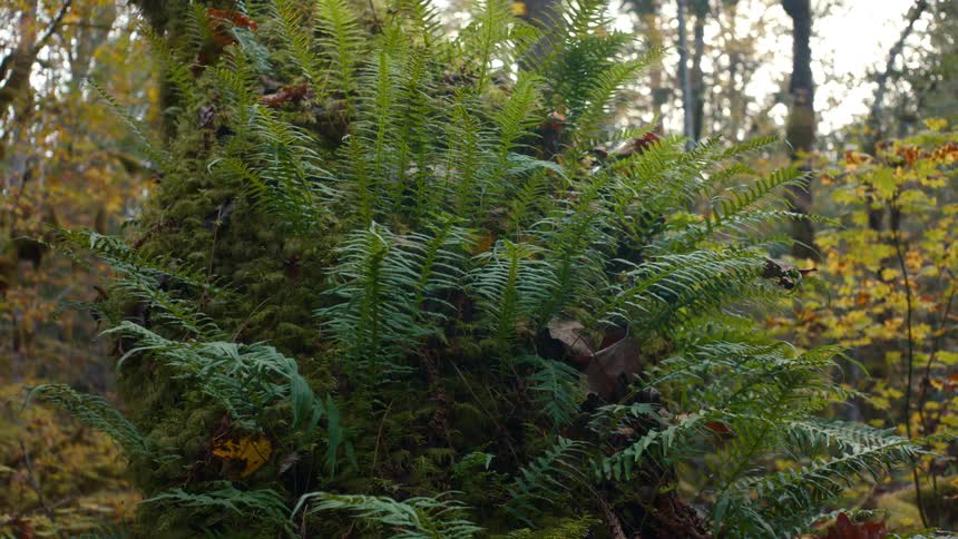 The forest is green with large ferns around the trees