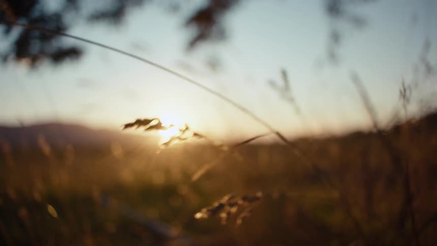 Seed pods on plant stalks wave in the breeze as the sun sits on the horizon