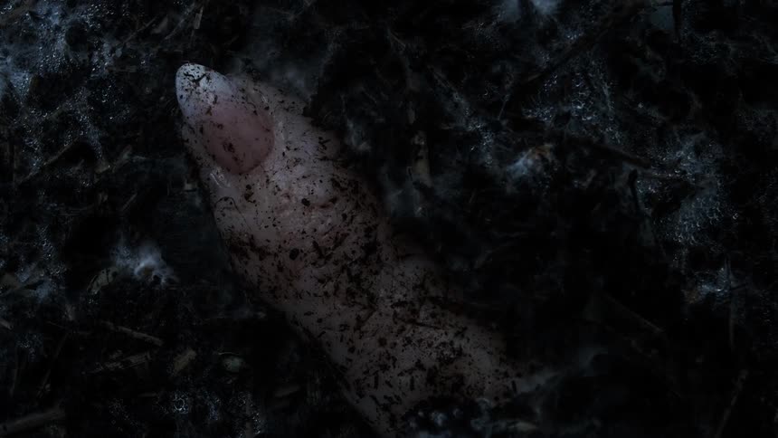 A single finger in soil decays as white mold spores grow covering and eventually absorbing it into the earth