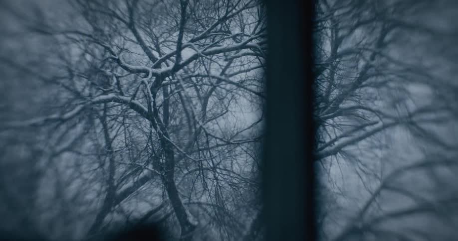 View from a window to trees on a snowy day