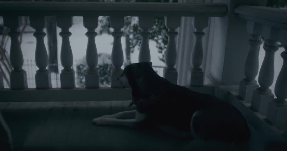 Dog lying on the balcony on a snowy day