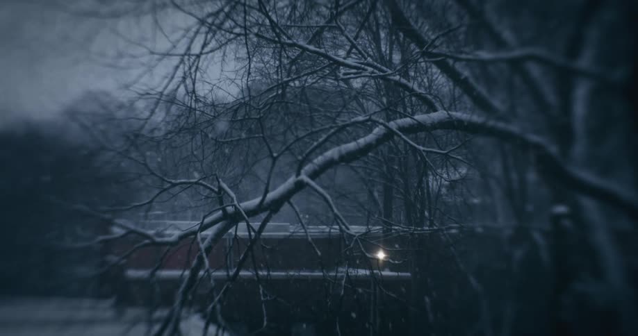 Leafless trees on a snowy day