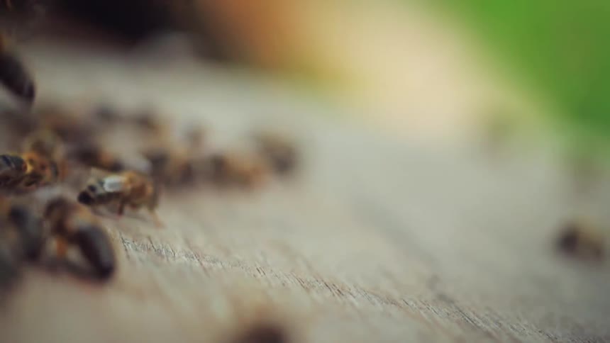 Group of bees on a wooden surface