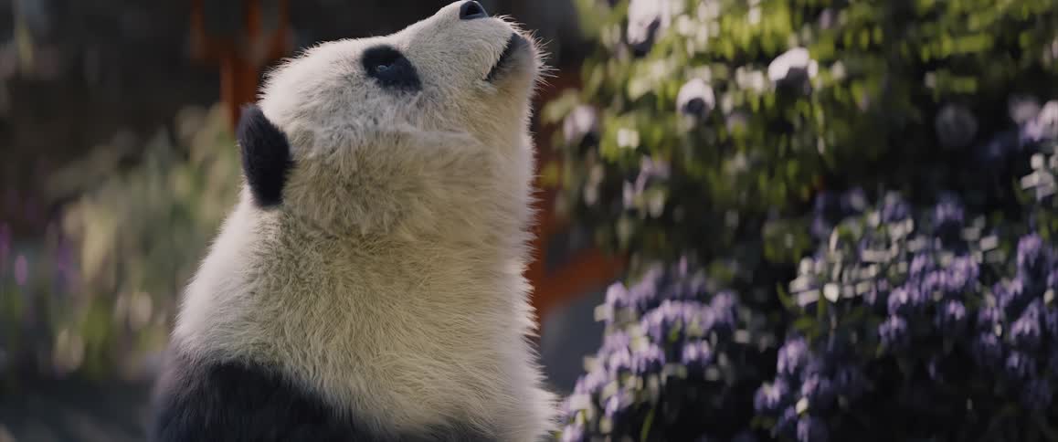Panda bear next to a flowering shrub looking up