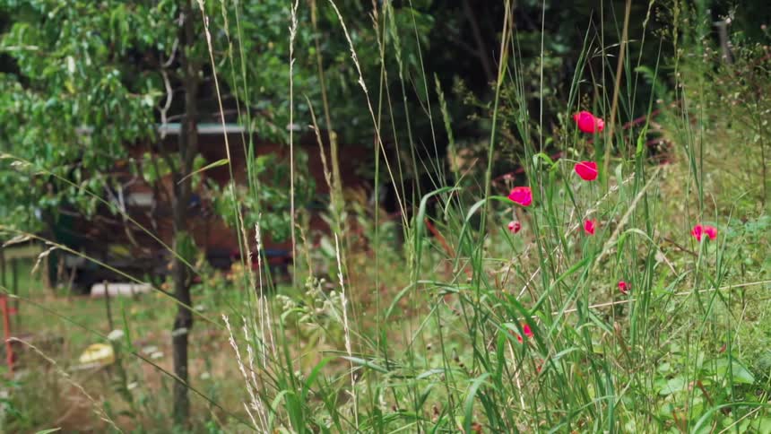 Small pink flowers in the middle of the bush with a wooden house in the background