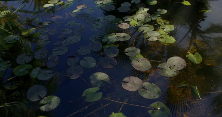 Lily pads are covering the body of water in the daytime