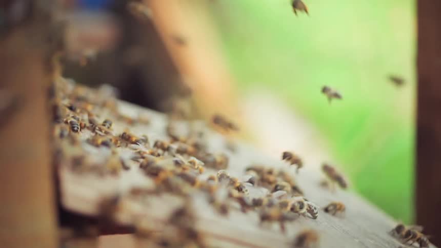 A closeup shot shows a cluster of bees crawling on a lightcolored surface with a few flying against a blurred green background