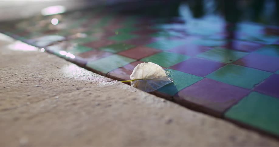 A white leaf floats in the shallow water