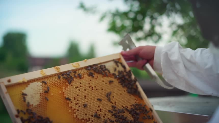 A beekeeper holding a piece of wood with several honey eggs with several bees on top