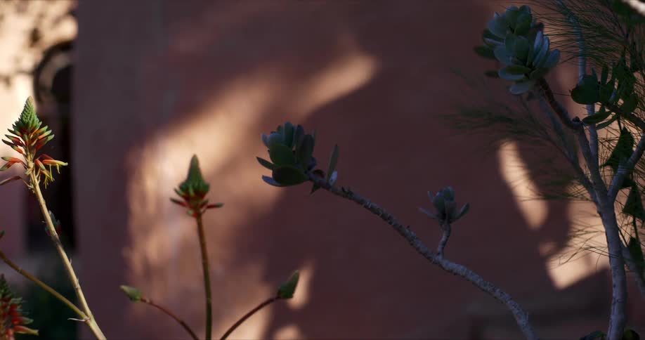 A females shadow spins against a building with flowers in front of it