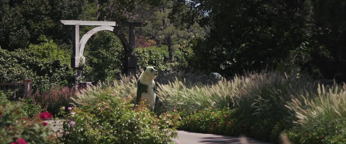 A panda strolls upright on a cement path in a lush garden seemingly enjoying the view