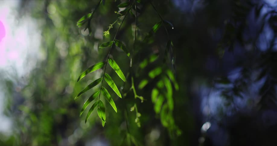 The branches hang under the sun