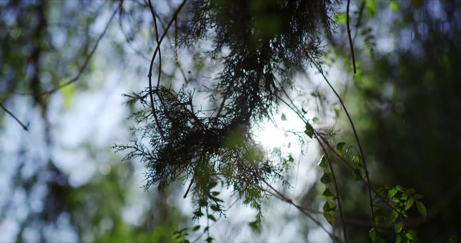 Sunlight streams through tree branches and leaves in a blurred natural scene