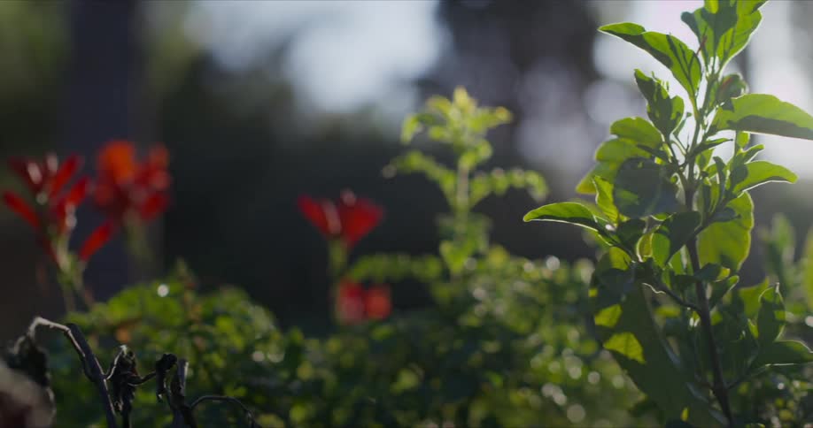 Red flowers amidst green leaves in a backyard