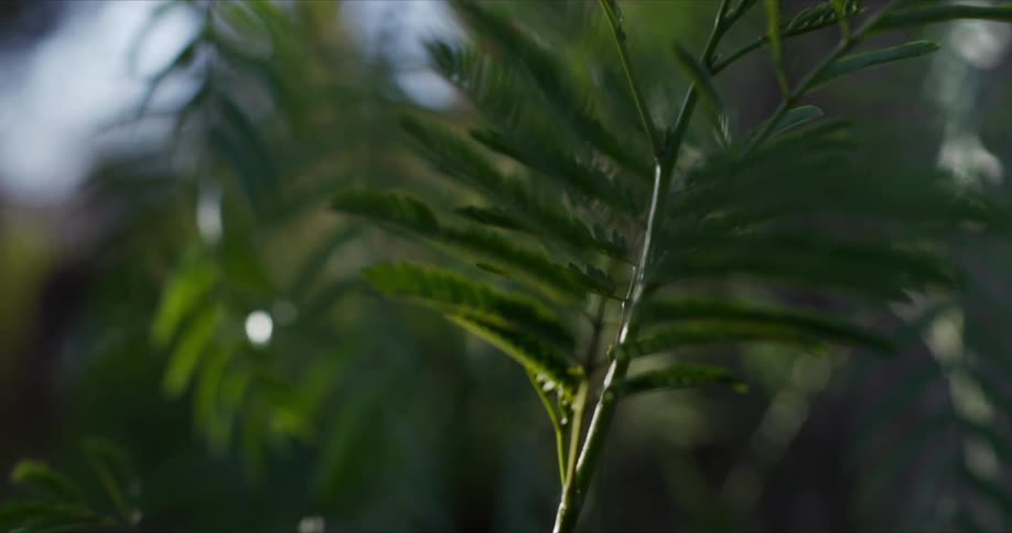The green branches hang from the tree