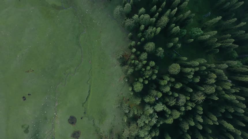 Narrow stream flows through a grassland near a conifer forest